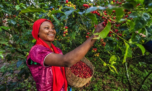 Young African woman collecting coffee cherries, East Africa